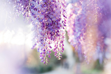 Wisteria flowers are blooming in sunset garden. Beautiful wisteria trellis blossom in spring. Chinese and Japanese park.