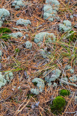 CLose up view of pine forest floor with green and gray moss disks and pine needles