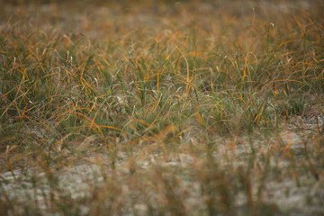 D&uuml;nenbewuchs Binz R&uuml;gen