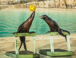 Two Sea Lions performing balancing a ball in the zoo behind glass with their trainer talking to the aquatic animals and leading them through all their tricks impressive for tourists and children .