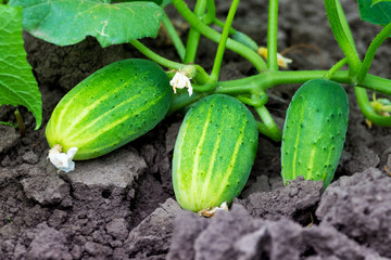 Green ripe cucumbers on the bed. Growing cucumbers_