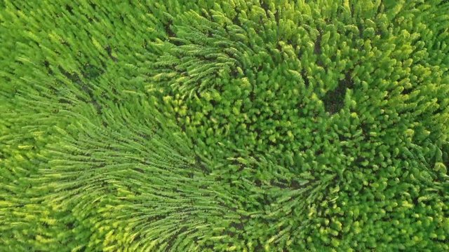 Trippy aerial view of beautiful marijuana CBD hemp field affected by wind