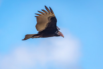 Turkey Vulture in flight. Turkey Vulture Cathartes aura, in flight, Dominican Republic.