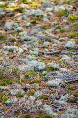 forest ground view in soft light with diminishing perspective, sticks, moss, lichen