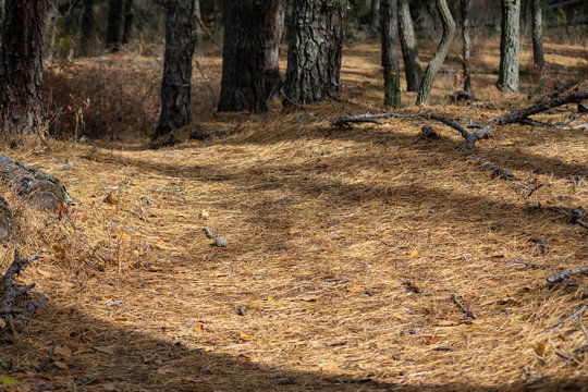 View Of Forest Floor Covered In Pine Needles With Side Lighting In Late Fall