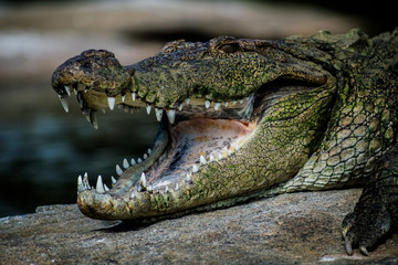 Obraz premium Crocodile 