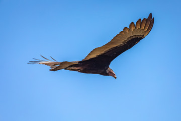 Turkey Vulture in flight. Turkey Vulture Cathartes aura, in flight, Dominican Republic.