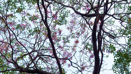 Beautiful pink blossoms of pink flowers