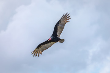 Turkey Vulture in flight. Turkey Vulture Cathartes aura, in flight, Dominican Republic.