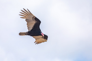 Turkey Vulture in flight. Turkey Vulture Cathartes aura, in flight, Dominican Republic.