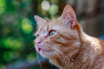 Close-up of a red Cat looking at the camera