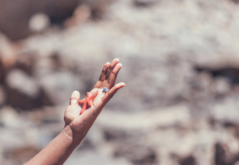 Star Fish in the hand