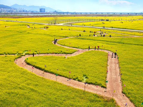 Beautiful landscape with heart shape of yellow rape flowers field at Nakdonggang Riverside in Busan city South Korea.