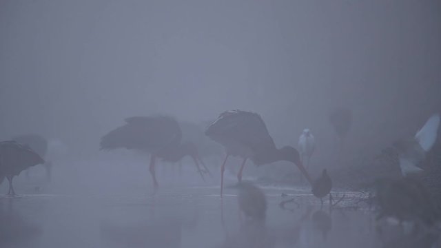 black Storks fishing in misty morning