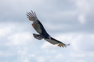 Fototapeta premium Turkey Vulture in flight. Turkey Vulture Cathartes aura, in flight, Dominican Republic.