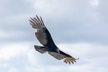 Turkey Vulture in flight. Turkey Vulture Cathartes aura, in flight, Dominican Republic.