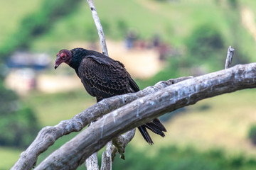 Turkey Vulture in flight. Turkey Vulture Cathartes aura, in flight, Dominican Republic.
