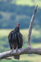 Turkey Vulture in flight. Turkey Vulture Cathartes aura, in flight, Dominican Republic.