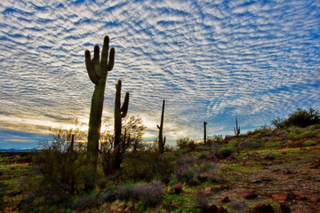 cactus in the desert with clouds at sunrise