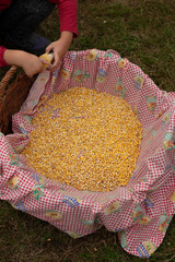 Child removing corn kernels - 322080751