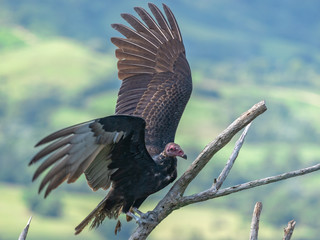 Turkey Vulture in flight. Turkey Vulture Cathartes aura, in flight, Dominican Republic.