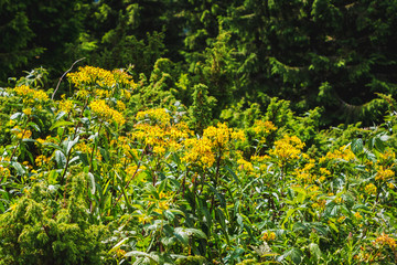 St. John's wort in the mountains during flowering. Yellow medicinal flowers_