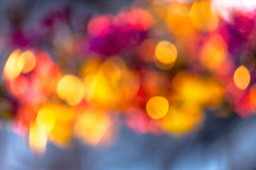 abstract nature blur. bokeh of blossom and foliage in spring. bright backlit background