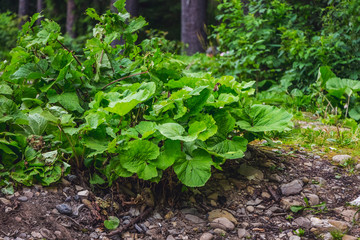 Overgrown mothers and stepmothers with large leaves in the forest_