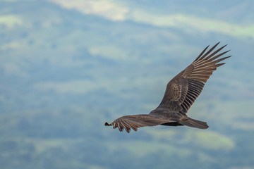 Turkey Vulture in flight. Turkey Vulture Cathartes aura, in flight, Dominican Republic.