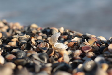 sandy beach with many shells