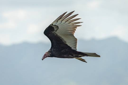 Turkey Vulture in flight. Turkey Vulture Cathartes aura, in flight, Dominican Republic.