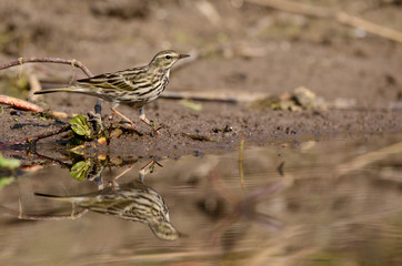 close up of Rosy Pipit(Anthus roseatus)