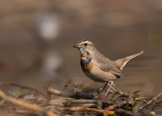 Bluethroat (Luscinia svecica)