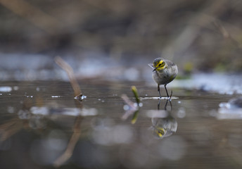 Western Yellow Wagtail
