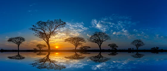 Foto op Aluminium Panorama silhouet boom in Afrika met zonsondergang. Boom aftekenen tegen een ondergaande zon reflectie op water. Typische Afrikaanse koel licht zonsondergang met acacia bomen in Masai Mara, Kenia. © noon@photo