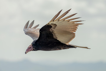 Turkey Vulture in flight. Turkey Vulture Cathartes aura, in flight, Dominican Republic.