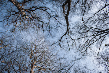 Silhouette of tree branches against blue autumn sky