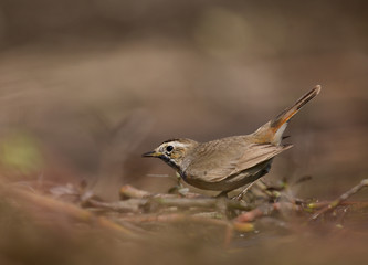 Bluethroat (Luscinia svecica)