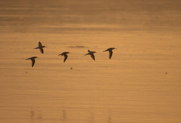 Flock of birds flying at sunrise over river 