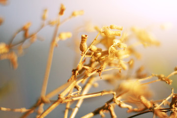 Beautiful Dry Wild flowers grass in natural sunlight on the valley mountain
