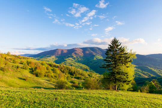wonderful rural landscape in mountains at sunset. trees on the meadow in green grass in evening light. fluffy clouds on the blue sky. wonderful springtime scenery in evening light