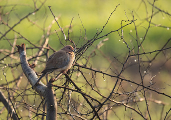 Mourning Dove