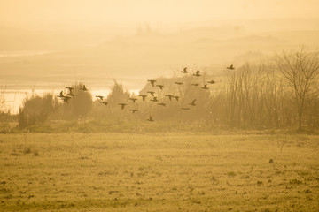 Fototapeta na wymiar Flock of Ducks flying at sunrise 
