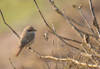 The isabelline shrike or Daurian shrike