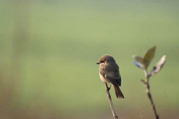 The isabelline shrike or Daurian shrike