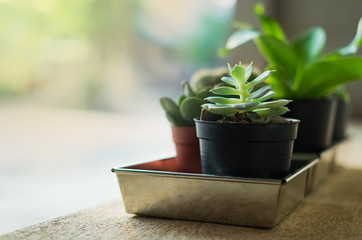 home gardening, small cactuses and ornamental plants in black plastic pots on cement floor