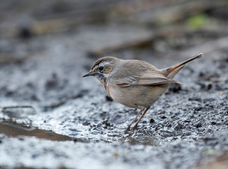 Bluethroat (Luscinia svecica)