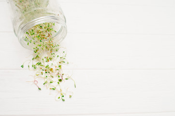 Young microgreen sprouts of radish, lucerne, fenugreek, lie from jar on a white clean background, top view, copyspace