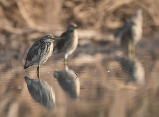 Indian pond heron with reflection