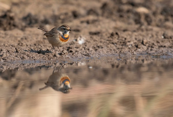 Blue throat  Bird With reflection in water at Sunrise 